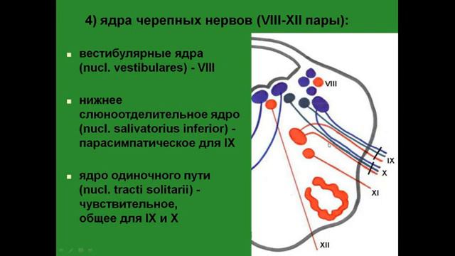 Продолговатый мозг. Ядра черепных нервов