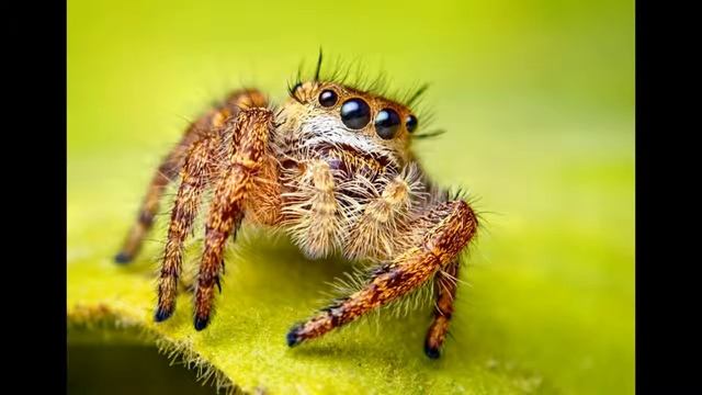 5 САМЫХ ЯДОВИТЫХ ПАУКОВ