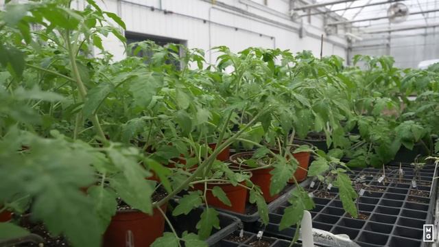 Ginger In The Market Garden | #2 Most Profitable Crop