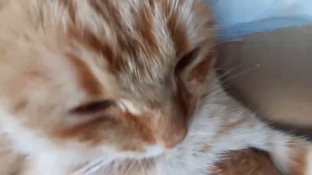 Дерущиеся коты
