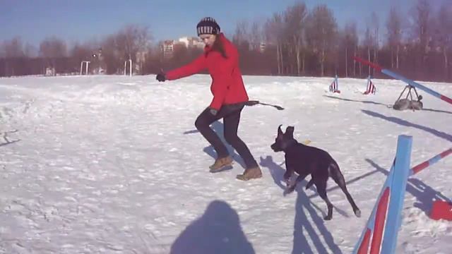 Герта аджилити