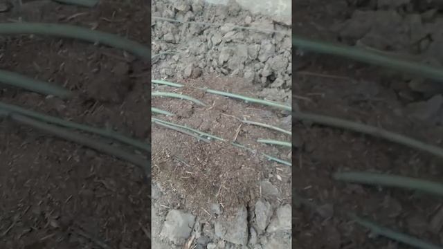 Укладка ежевики на зиму