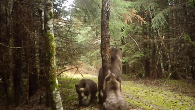Видео фотоловушки медведи