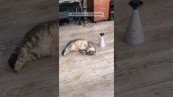 Почему же кошки спят весь день? ???