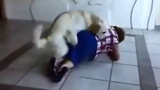 Очень наглый песик :)
