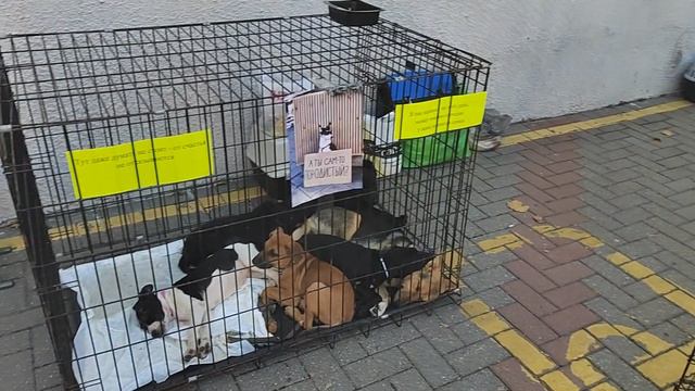 выставка пристрой бездомных животных Туапсе