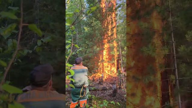 Тушение лесного пожара 2023 год