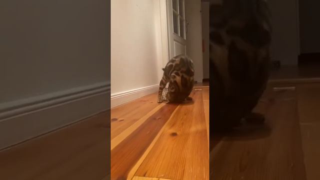 Бенгальский кот играет