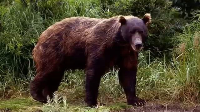 MOCKWAMOSA: LEGEND OF THE BEARWALKER - NATIVE AMERICAN INDIAN MYTHOLOGY