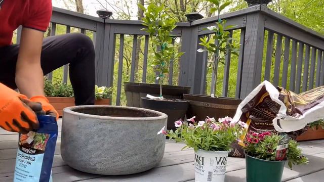 Starting a Spring Flower Container - Petunias, Superbells & Calibrachoa