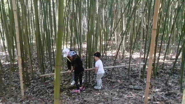 АДЛЕР. Парк "ЮЖНЫЕ КУЛЬТУРЫ" - Адлерский дендрарий ?. 04.23. Путешествие в одиночку?.