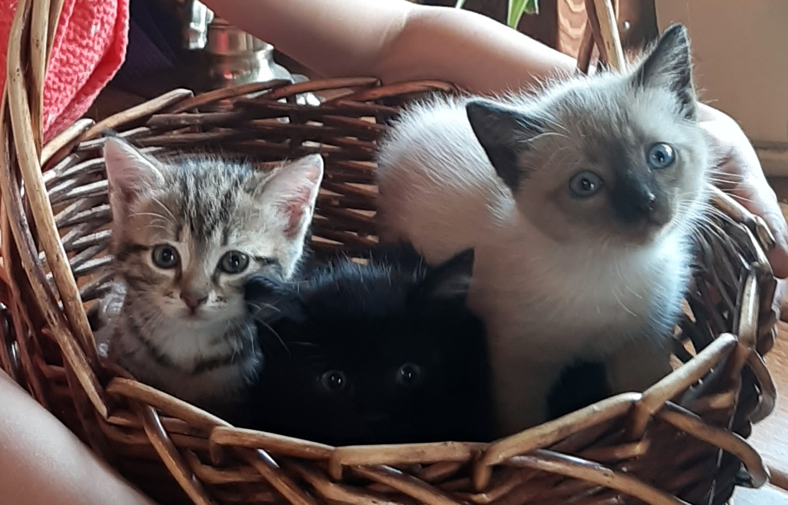 Котята