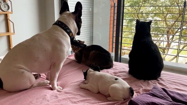 French Bulldog Puppy | Molly, 2 Months Old | Adorable Video ❤️