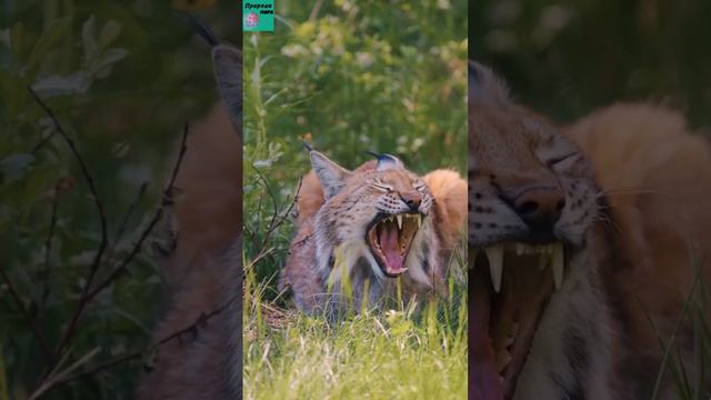 Евразийская рысь представляет собой дикую кошку среднего размера