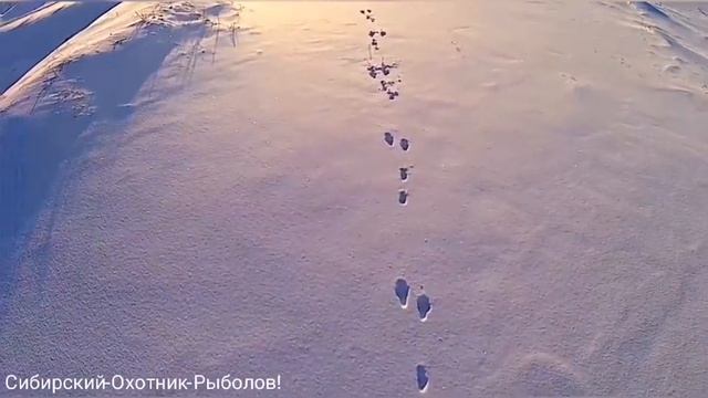 Рождественская охота на зайца 07.01.2021