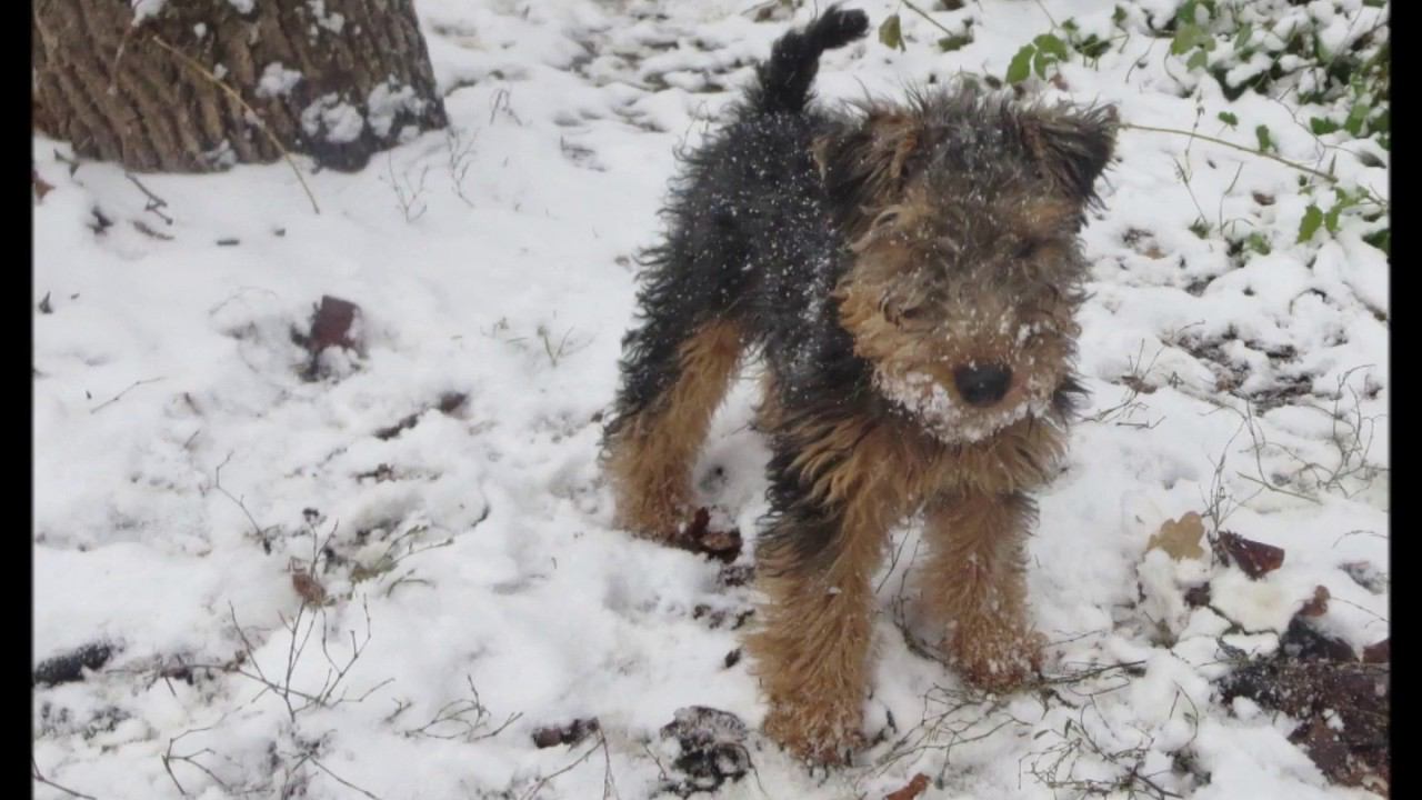 Welsh Terriers during the first snow. Х 2016.