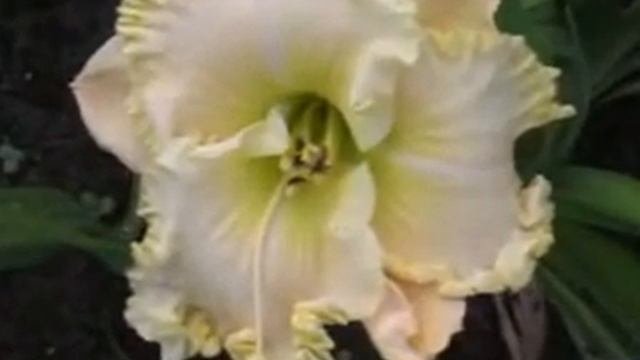 Лилейник daylily FANCY LACE
