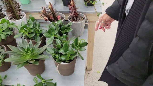 Plant Shopping at Meijer! More than what I expected!