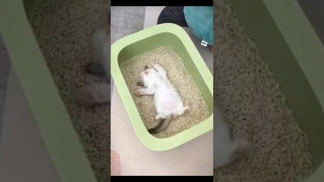 МИМИШНОСТЬ ЗАШКАЛИВАЕТ???????????❤️