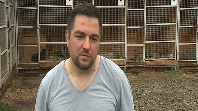 В Ярославле отлавливают бездомных животных