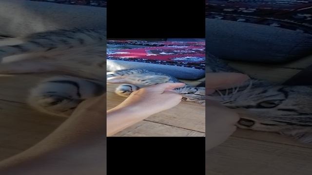 VID_20220828_094133.mp4