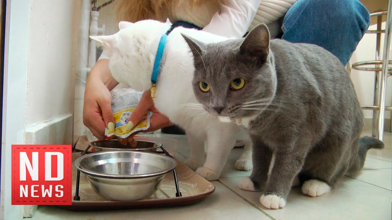 Коты в детском хосписе. Что они там делают