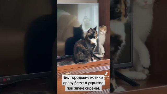 Белгородские котики сразу бегут в укрытие при звуке сирены.