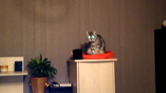 Кошка грызёт когти!              cat biting nails