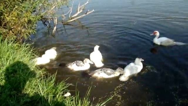 Мускусные утята. Первая вода, индюшата в восторге//Сельское подворье на Урале//