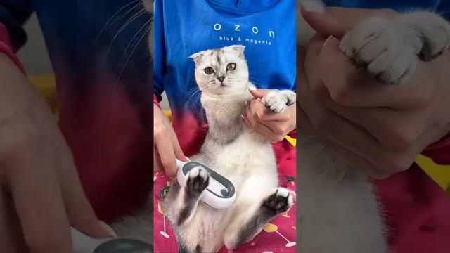 Как сделать ёлочную игрушку из кошачьей шерсти