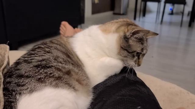 Кошачья логика сильна в этом случае