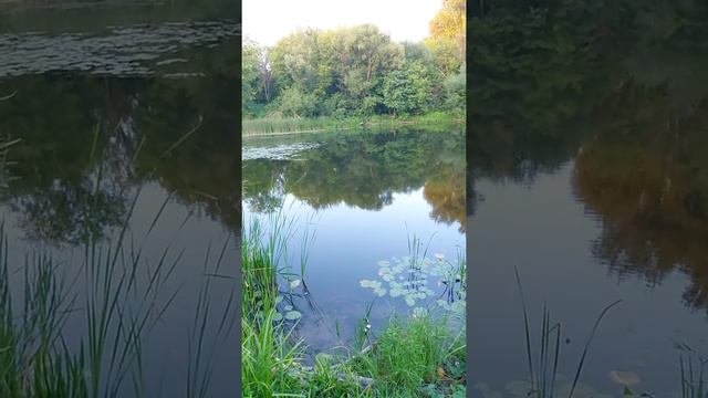 Река Лесной Воронеж