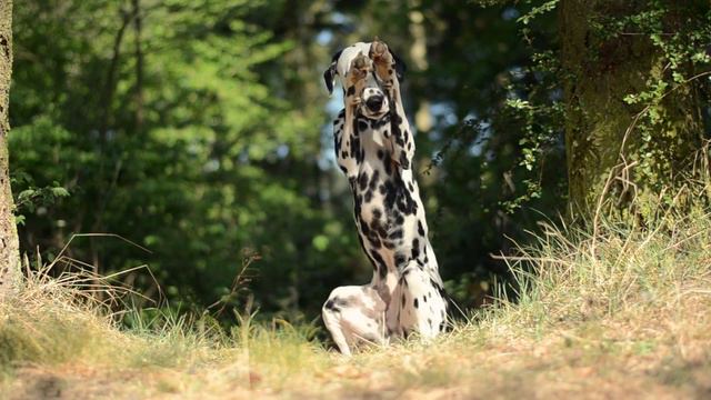 Dog Tricks by Dalmatian Yuma 2