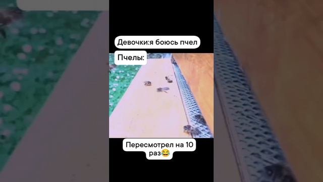 из жизни пчел