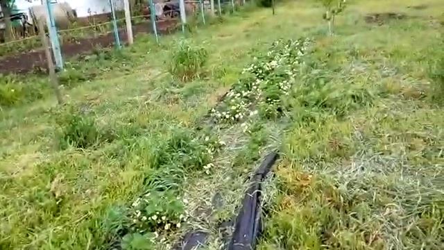 Зем клубника купчиха цветет однолетние посадка на агроткань