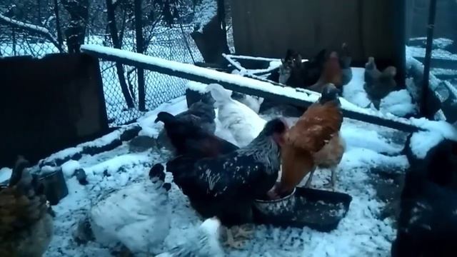 Вот так вот кормлю кур и зимой и летом//Выкручиваюсь, как могу с наименьшими потерями корма/Курятни