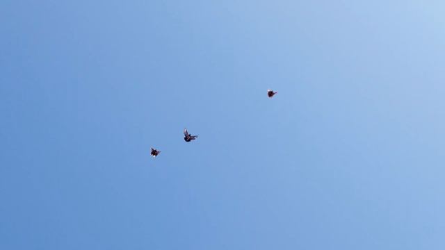 Николаевские голуби.Самоподъём.
