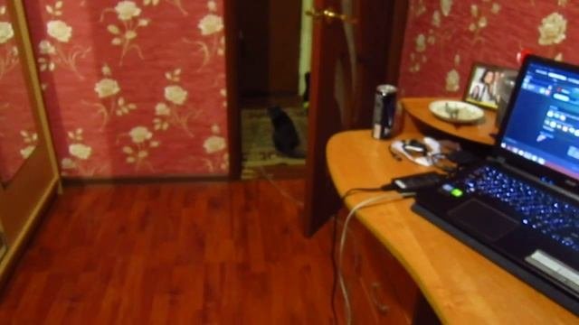 Урса приносит мышу