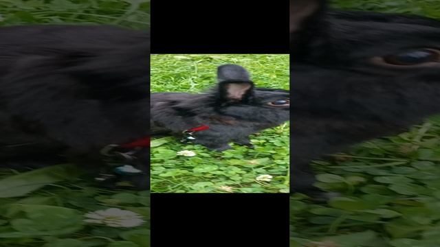 Смелый кролик