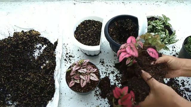 How to Change Soil indoor Plants or Houseplants- Gardening Tips