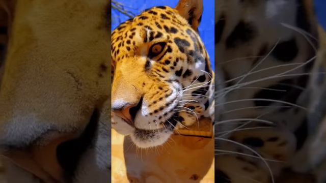 Jaguar Boop & Scratches! CUTE