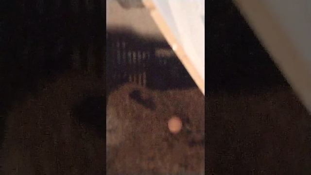Домашнее яйцо кур по 100 руб с доставкой.  Это нормально???
