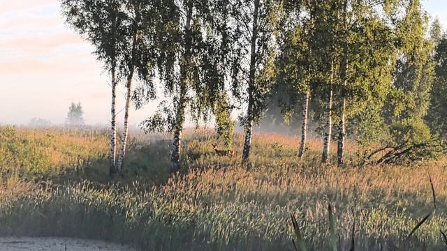 утренний гость.mp4