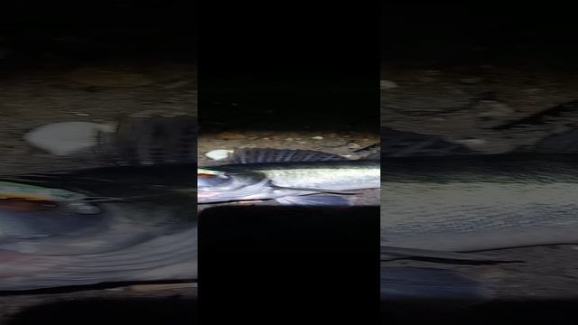 СУДАЧИНА на 3200