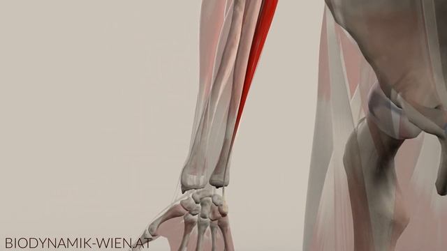 Flexor Carpi Ulnaris Musclepath 3D Animation