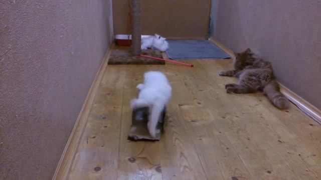 Ангорские котята - Новогодние подарочки!