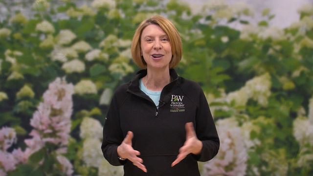 Everything You Need to Know About Spirea