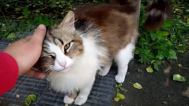 Бездомная кошка родила/бездомный котёнок