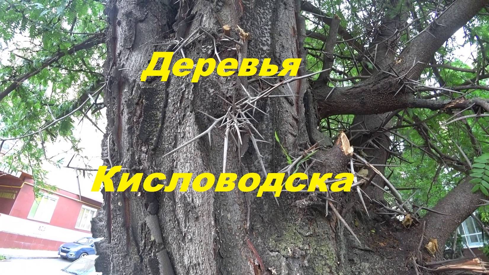 Деревья Кисловодска. Обзор дерева "Гледичия".