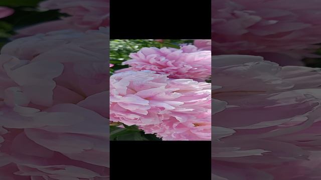 Роскошное цветение розовых пионов.